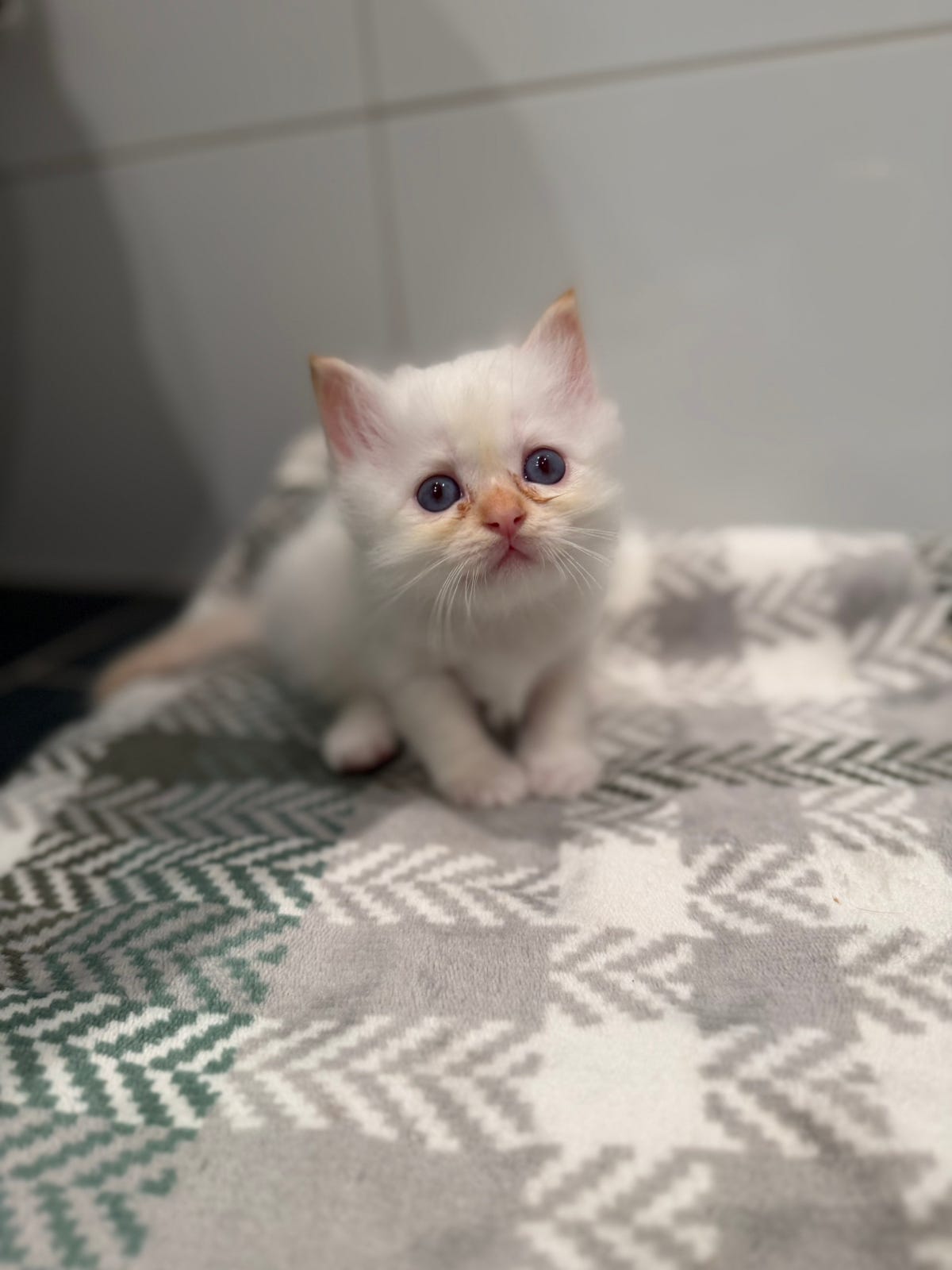 Kattungen Alma, Hellig Birma