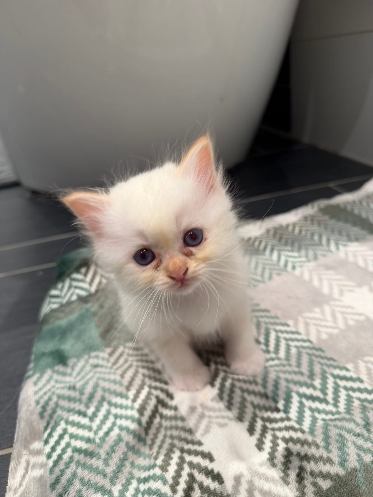 Kattungen Ariel, Hellig Birma