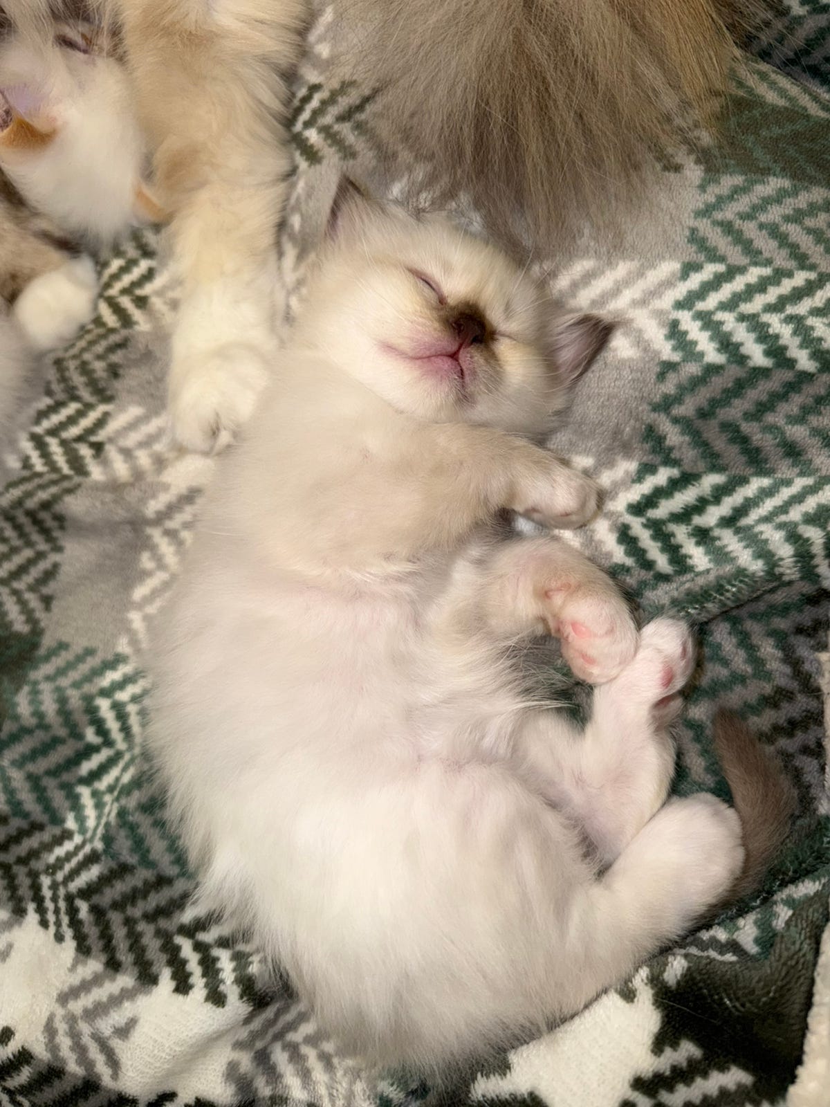 Kattungen Arlo, Hellig Birma